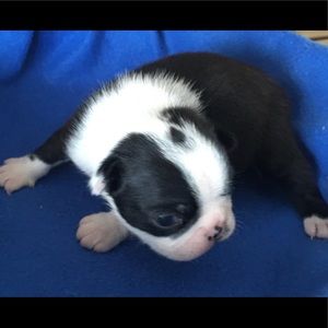 Meet your Posher, Frances